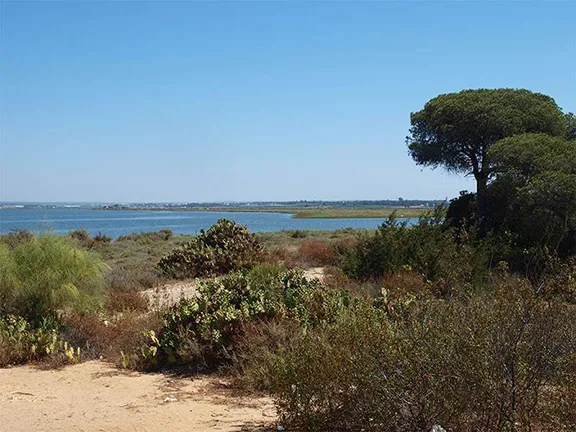 Coastal Donana - Doñana Parque Nacional