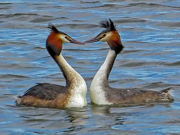 Great Crested Grebes - Embalse de Arcos Paraje Natural  