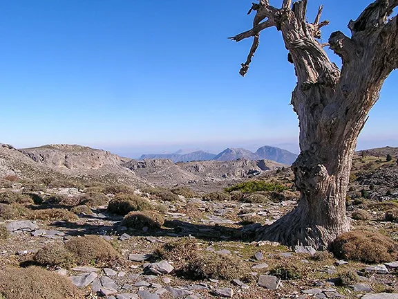 Stunted oak on Torrecilla Malaga province in Andalucia