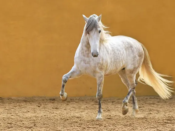 Andalucia Breed - PRE Guadalete VI owned by El An - Image by Petra Eckerl Cadiz province in Andalucia