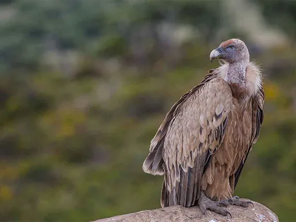 Griffon vulture Sierra de Hornachuelos Córdoba province in Andalucia