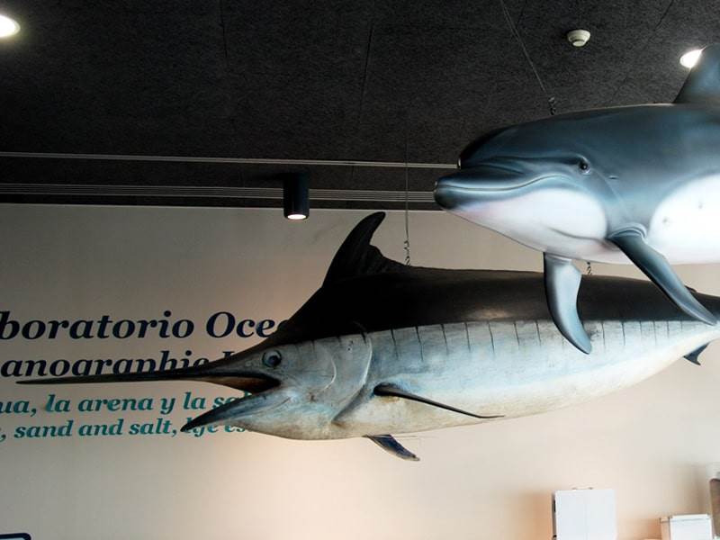 Dolphins at the Museo de Alborania