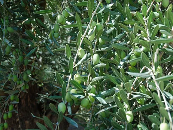 Arbequina olives