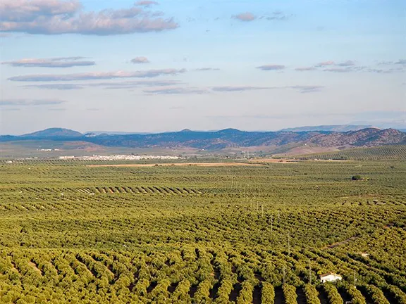Olive groves in Jaen province