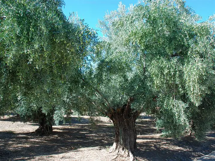 Picual olives in Jaen