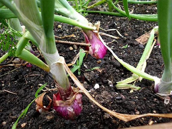 Red onions