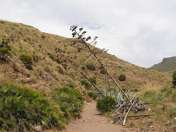 The Cabo de Gata Walk - leaning aloe Almeria province in Andalucia