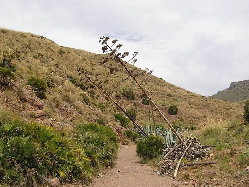 The Cabo de Gata Walk - leaning aloe