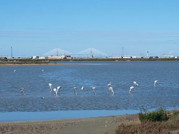 Birdwatching in the Bahia de Cadiz Parque Natural