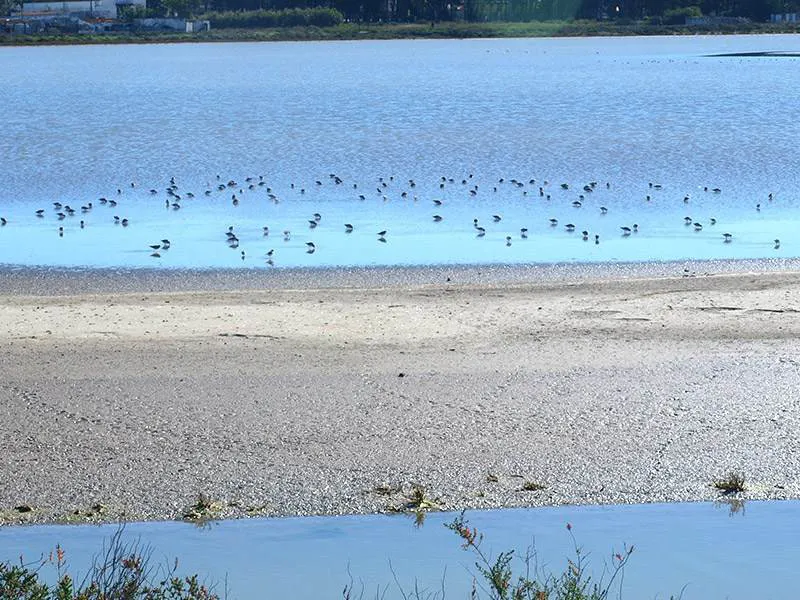 Birdwatching on the Bahia de Cadiz