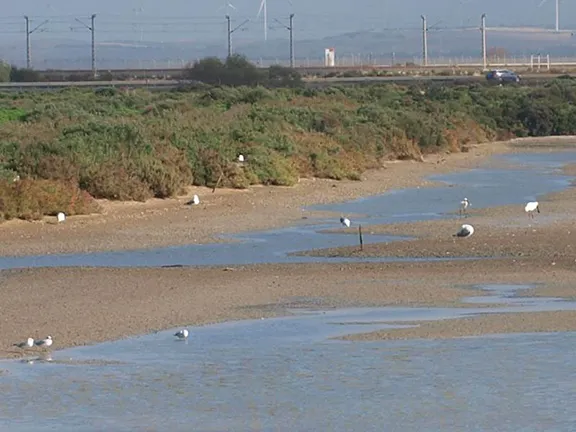 Birdwatching on the Bahia de Cadiz