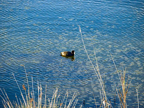 Birdwatching at Roquetas de Mar