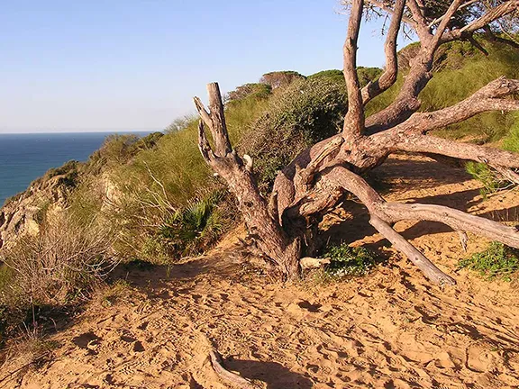 Tree sculpture Barbate