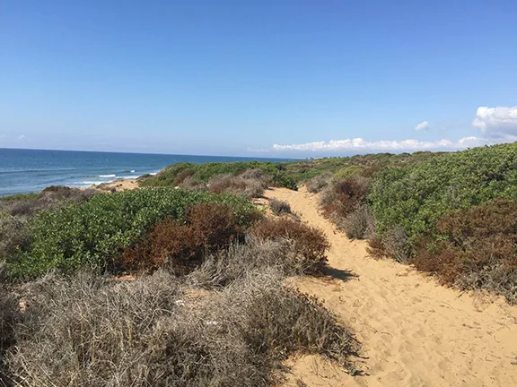 Dunas de Artola