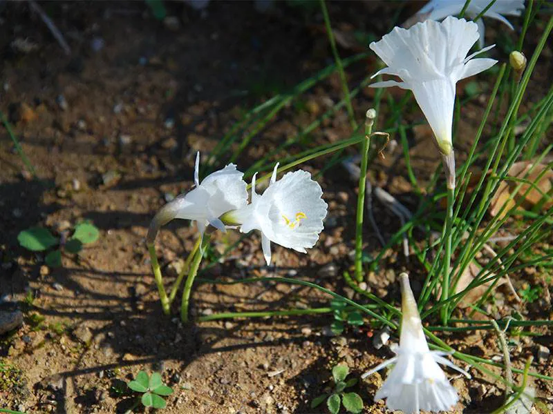 Narcissus de Cantabria at Jardin Botanico El Robledo