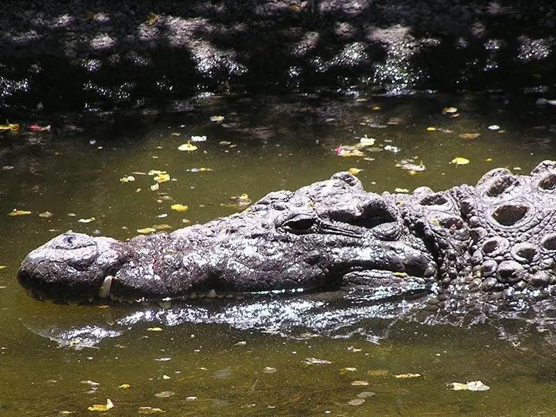 Visit to a Crocodile Park