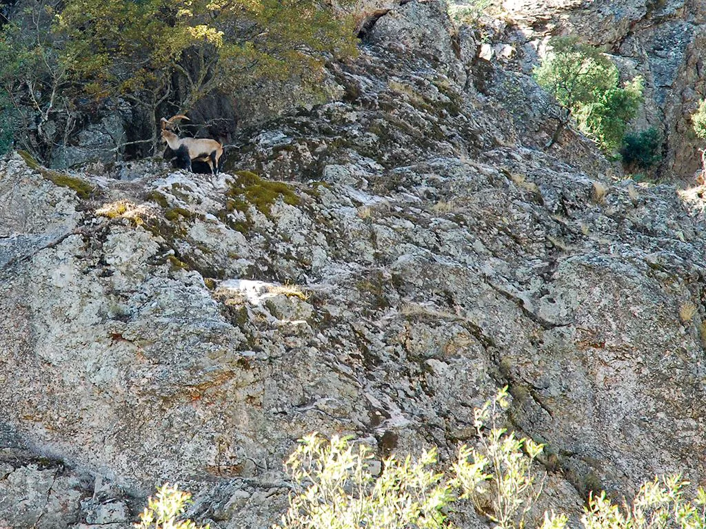 Ibex in Despeñaperros Pass