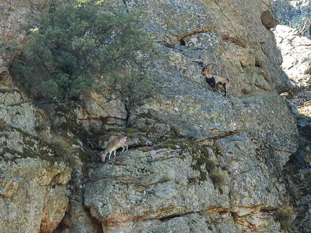 Ibex in Despeñaperros Pass