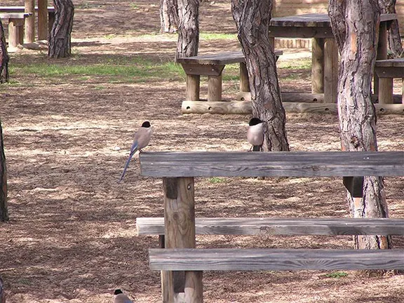 Azure winged magpies Acebuche