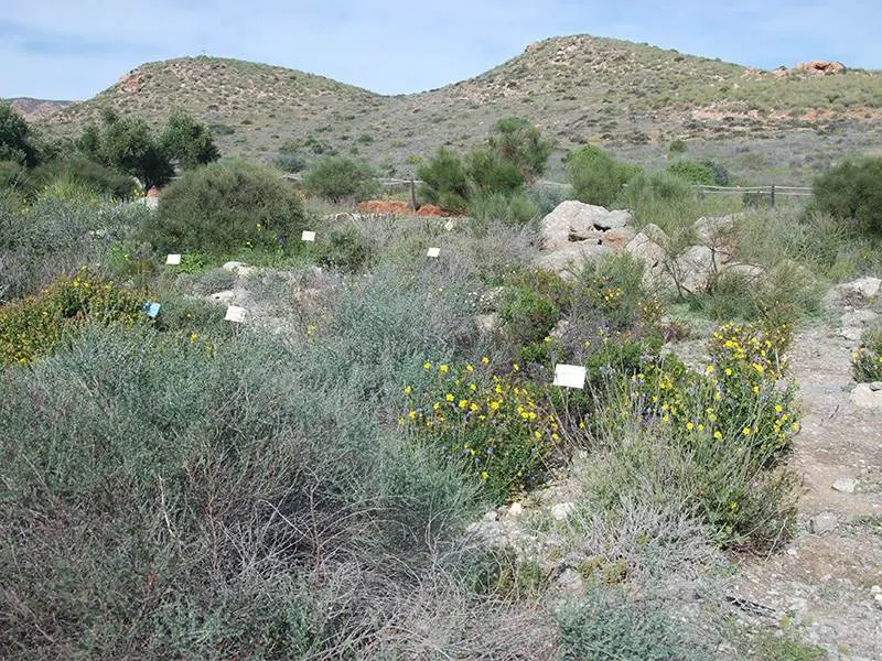 Native plants at El Albardinal