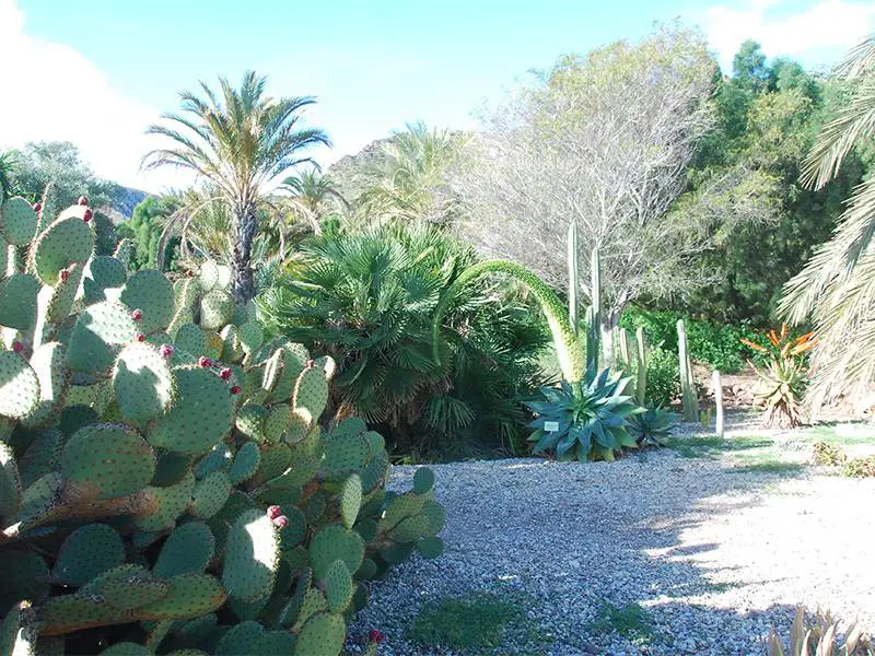 El Albardinal Botanic Garden at Rodalquilar in the Cabo de Gata-Nijar
