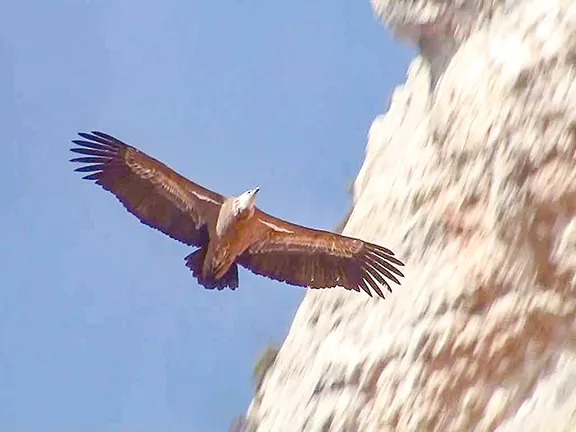 Griffon Vulture