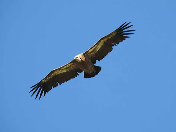 Griffon Vulture