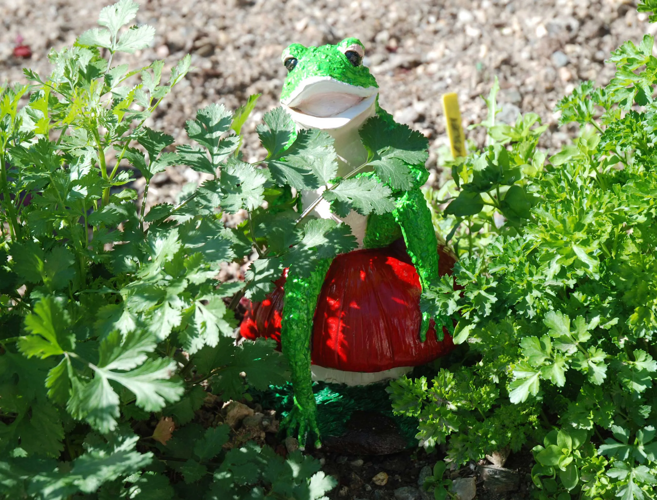 Kermit among the herbs