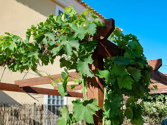 End of July in the Organic Garden