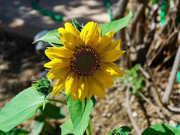 End of June in the Organic Garden