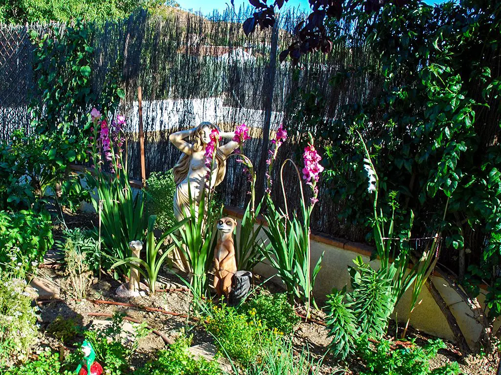Gladioli in herb garden