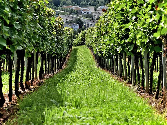 Manilva Vineyard