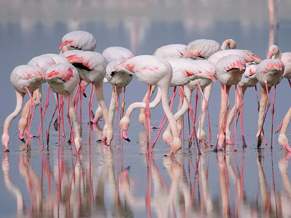 Flamingos Fuente de Piedra