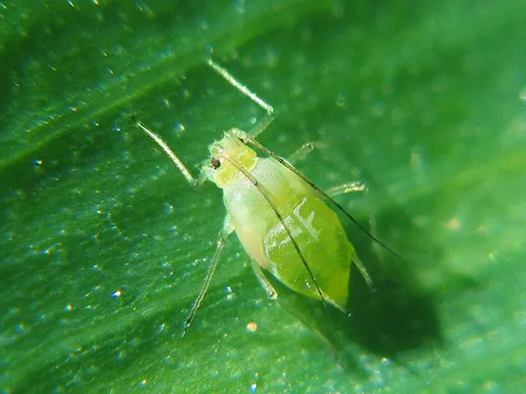 Pests and Creepy Crawlies in the organic garden