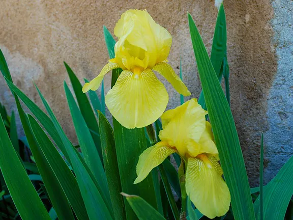 Generalife iris