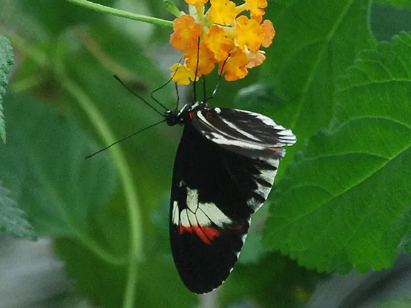 Inside the butterfly house