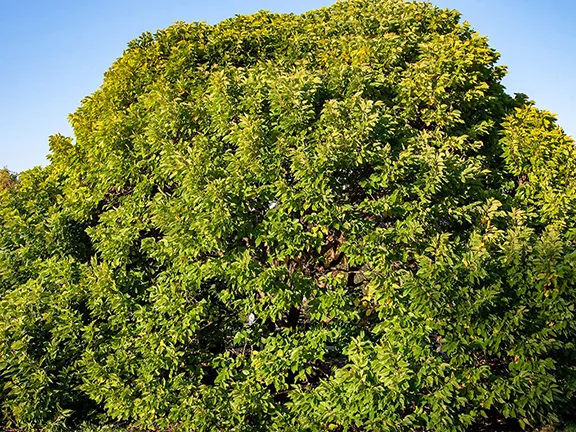 White Mulberry Tree