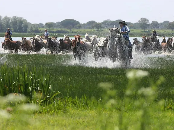 Horse Trekking in the Doñana National Park