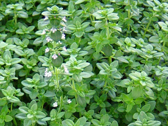 Broad Leaved Thyme