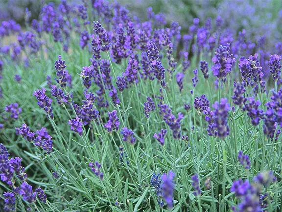 Culinary Lavender