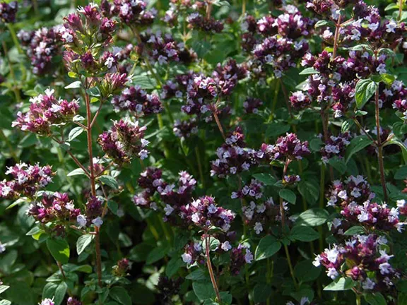 Marjoram