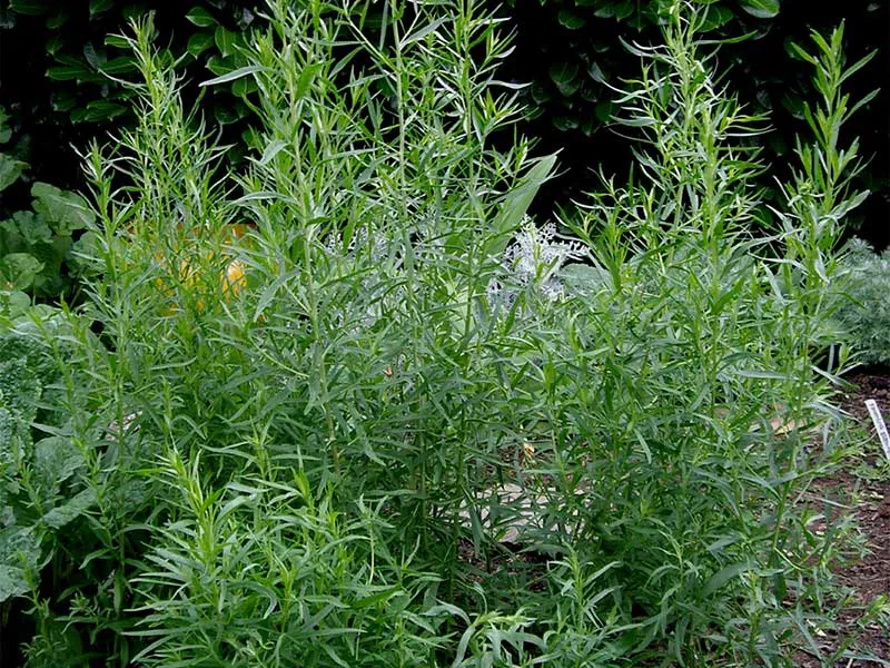 French Tarragon