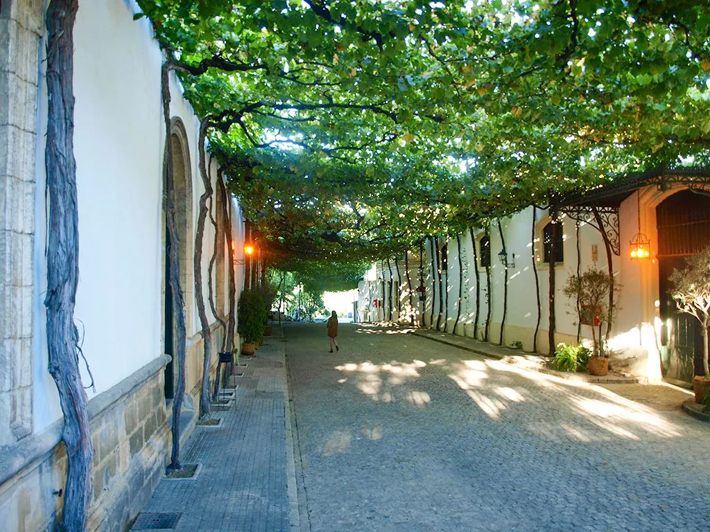 Grape Arbor, Gonzalex Bias Bodega