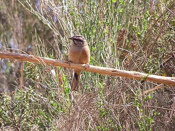 Rock Bunting near Juzcar