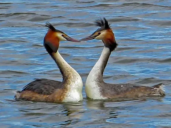 Great Crested Grebes