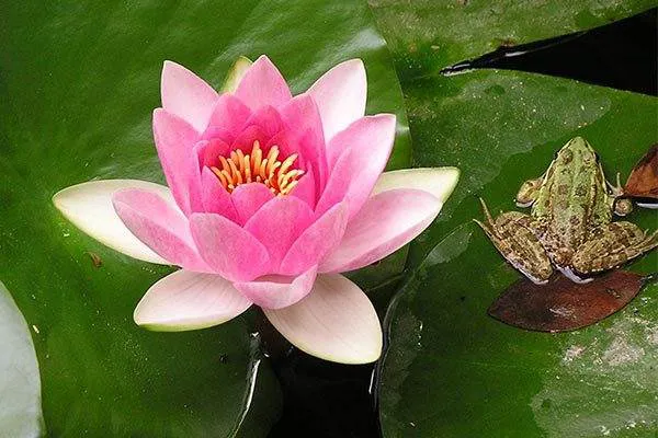 Water Lily and Frog at La Concepcion Botanical Gardens