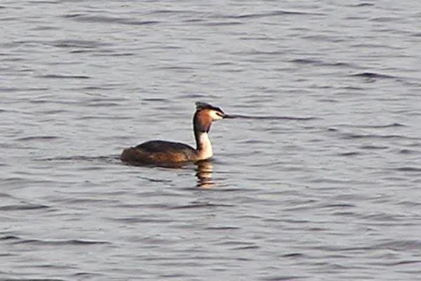 Crested Grebe