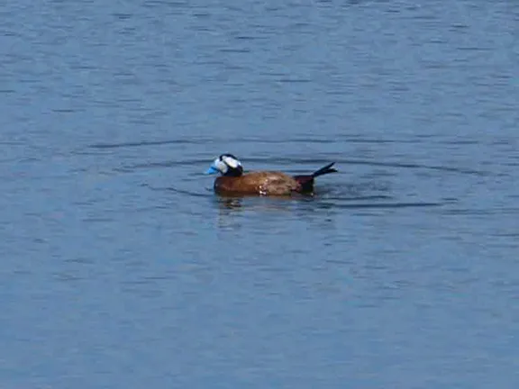 White Headed Duck Laguna de Zonar