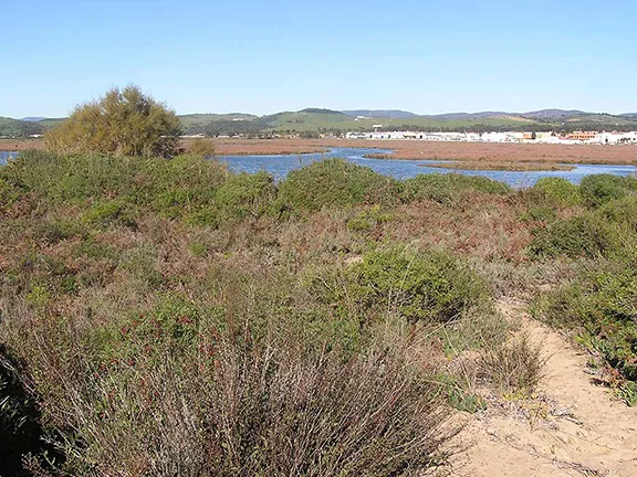 Marismas de Palmones - Marismas del Río Palmones Paraje Natural