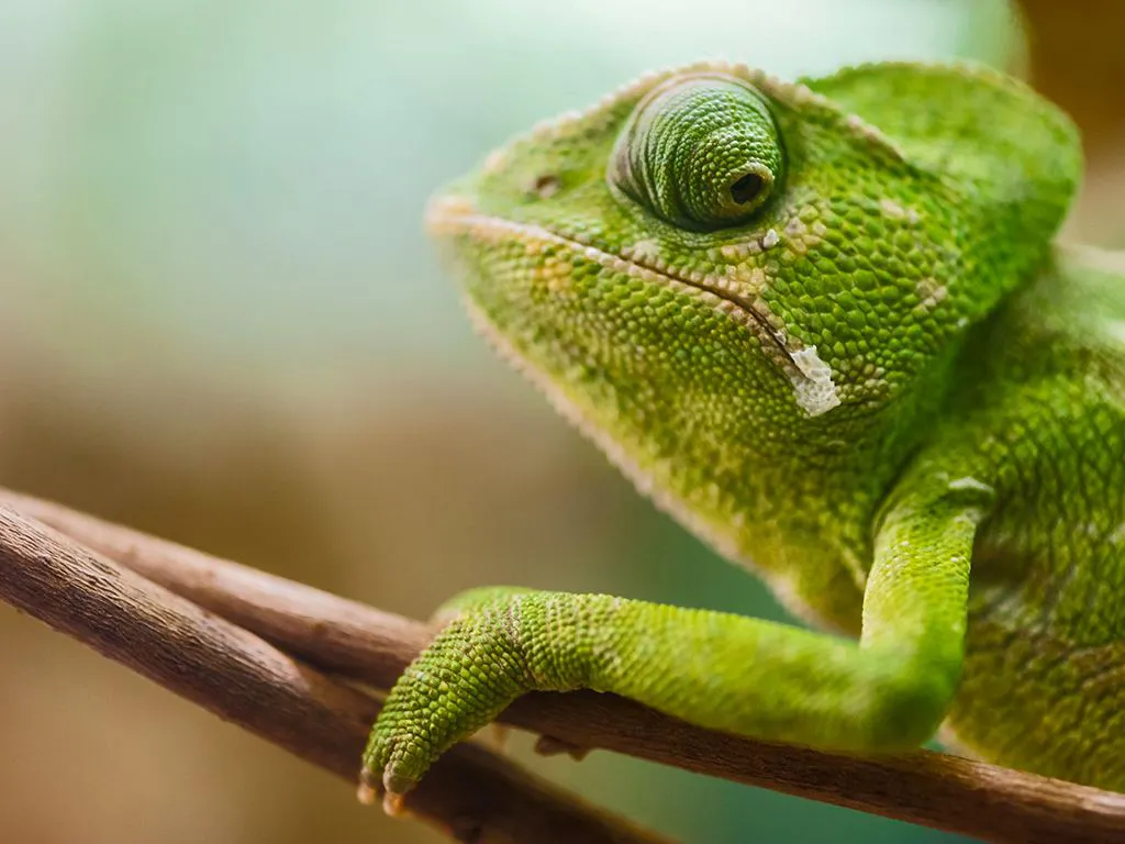 Chameleon Montes de Malaga